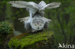 Snowy Owl (Bubo scandiacus)