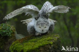 Snowy Owl (Bubo scandiacus)