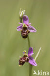 Woodcock orchid (Ophrys scolopax)