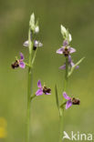 Sniporchis (Ophrys scolopax)