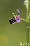 Woodcock orchid (Ophrys scolopax)