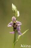 Sniporchis (Ophrys scolopax)