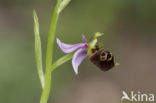 Woodcock orchid (Ophrys scolopax)