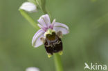 Woodcock orchid (Ophrys scolopax)