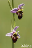 Woodcock orchid (Ophrys scolopax)