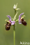 Woodcock orchid (Ophrys scolopax)