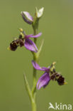 Woodcock orchid (Ophrys scolopax)