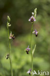 Woodcock orchid (Ophrys scolopax)