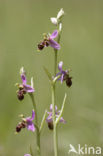 Woodcock orchid (Ophrys scolopax)