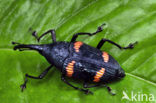 Snuitkever sp.
