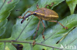 Snuitkever sp.