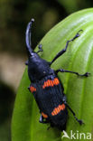Snuitkever sp.