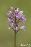 Military Orchid (Orchis militaris)