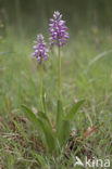 Military Orchid (Orchis militaris)