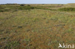 Early Spider Orchid (Ophrys sphegodes)