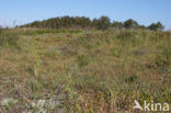 Early Spider Orchid (Ophrys sphegodes)