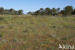 Early Spider Orchid (Ophrys sphegodes)