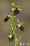 Early Spider Orchid (Ophrys sphegodes)