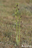 Early Spider Orchid (Ophrys sphegodes)