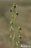 Early Spider Orchid (Ophrys sphegodes)