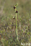 Spinnenorchis (Ophrys sphegodes)