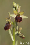 Early Spider Orchid (Ophrys sphegodes)