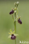 Early Spider Orchid (Ophrys sphegodes)