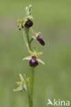 Early Spider Orchid (Ophrys sphegodes)