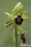 Early Spider Orchid (Ophrys sphegodes)