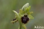 Early Spider Orchid (Ophrys sphegodes)