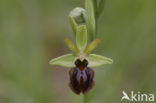 Early Spider Orchid (Ophrys sphegodes)