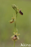 Spinnenorchis (Ophrys sphegodes)