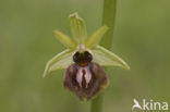 Spinnenorchis (Ophrys sphegodes)