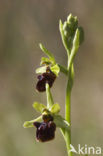 Spinnenorchis (Ophrys sphegodes)