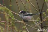 Long-tailed Tit (Aegithalos caudatus)