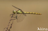 Steenrode heidelibel (Sympetrum vulgatum)