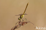 Steenrode heidelibel (Sympetrum vulgatum)