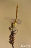 Steenrode heidelibel (Sympetrum vulgatum)