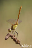 Steenrode heidelibel (Sympetrum vulgatum)