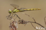 Steenrode heidelibel (Sympetrum vulgatum)