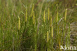 Interrupted Clubmoss (Lycopodium annotinum)