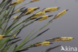 Stijve zegge (Carex elata)