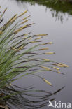 Tufted-sedge (Carex elata)