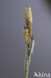 Tufted-sedge (Carex elata)