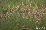 Tufted-sedge (Carex elata)