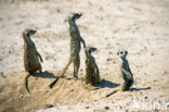 Slender-tailed meerkat (Suricata suricata)