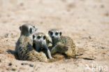 Slender-tailed meerkat (Suricata suricata)