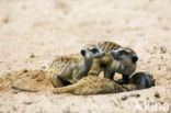 Slender-tailed meerkat (Suricata suricata)