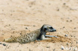 Slender-tailed meerkat (Suricata suricata)