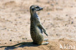 Slender-tailed meerkat (Suricata suricata)